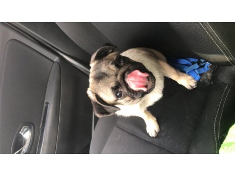 Safkan pug
