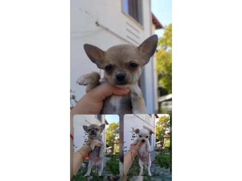 Chihuahua yavrularımız ücretli sahiplendirilecektir