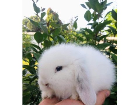 Birbirinden tatlı hollanda lop