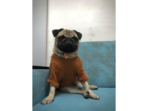 Pug mops yavrular ırk ve sağlık garantili denizli