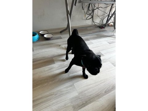 Son pug yavrumuz a kalite