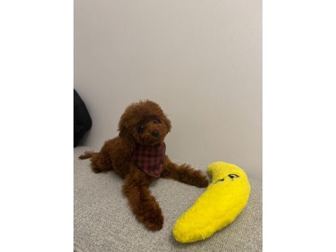 Toy poodle 4 aylık