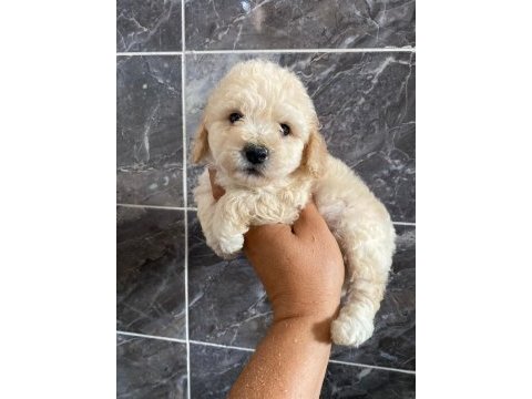Orjinal maltipoo yavrular