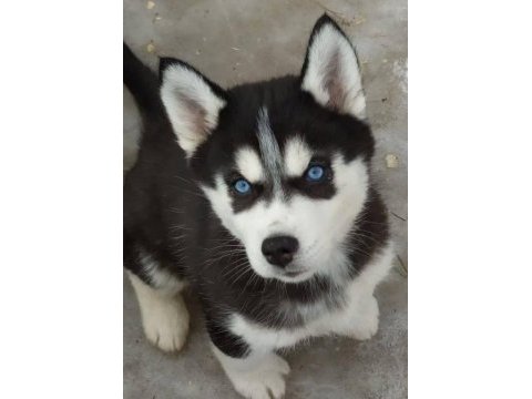 Kaliteli orijinal kan hattı husky