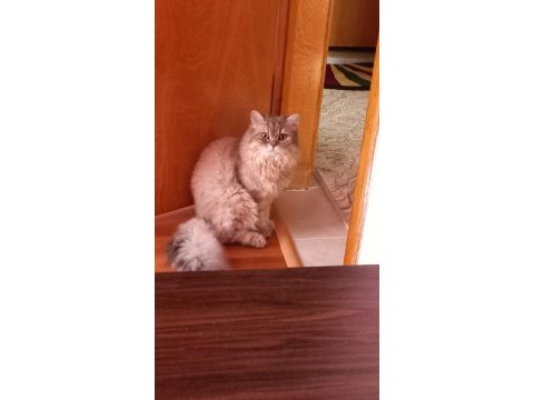 Dişi scottish fold golden