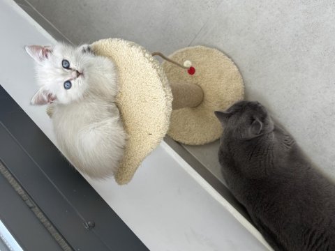 Beyaz british shorthair 2 aylık