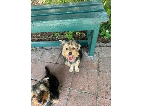 Yorkshire terrier yavrularım