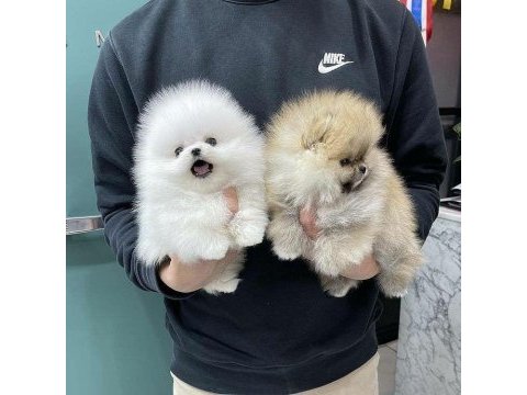 Sevimli mini boy pomeranian boo yavruları hazır