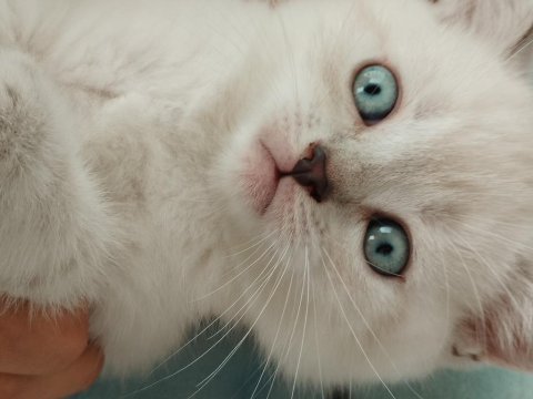 Blue point scottish fold yavrular