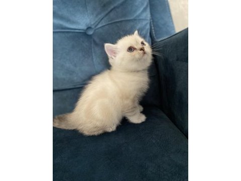 Şeker gibi british shorthair yavru
