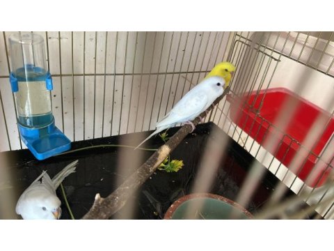 Yeni yeme düşmüş sarı ve beyaz muhabbet kuşu