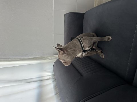 French bulldog köpeğimiz