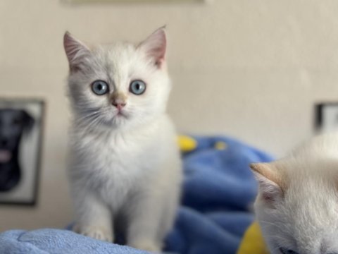 Ankaranın en seçkin british shorthair yavruları