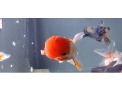 İthal oranda thailand baby face oranda kaliteli