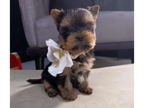 Kg garantili mini boy yorkshire terrier erkek yavru