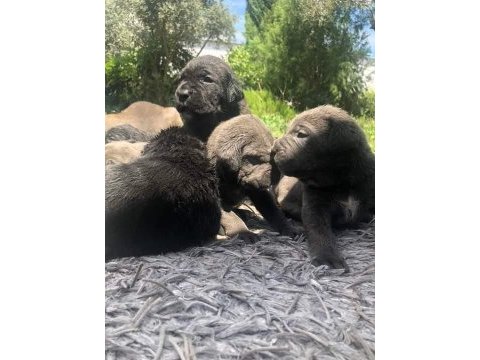 Kaliteli cane corso yavrular rezervede