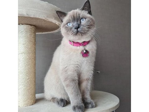 British shorthair dişi