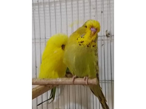Show muhabbet kuşu bebekler