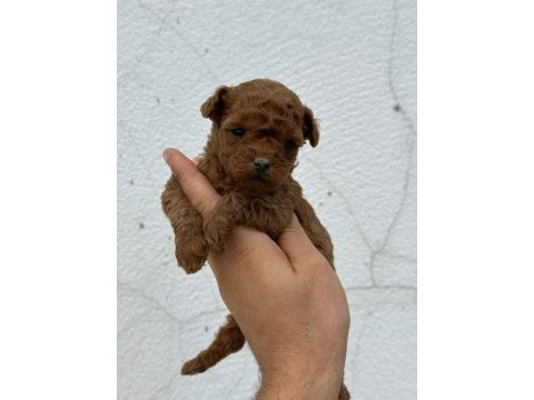 Denizli merkez teslime hazır poodle yavrular 