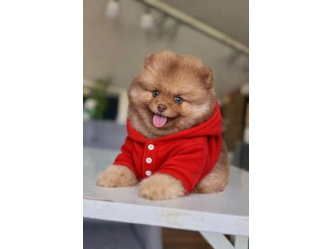 Dişi mavi göz teddy bear garantili yavru pomeranian
