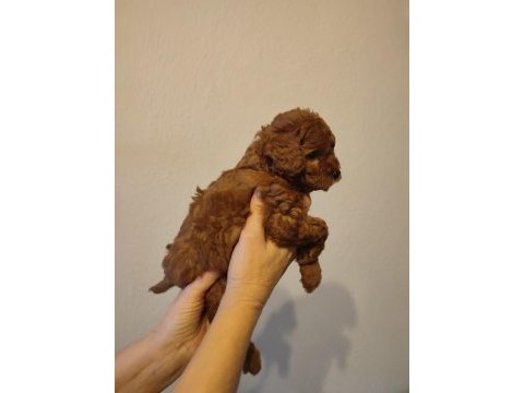 2 aylik orjinal toy poodle
