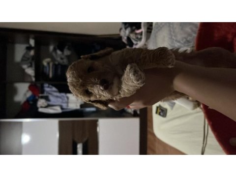 Harika maltipoo yavruları