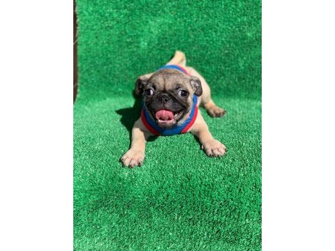 Safkan orjinal dişi ve erkek pug mops yavrular