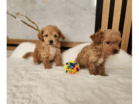 Ruhsatlı köpek çiftliğinden maltipoo yavrularımız 