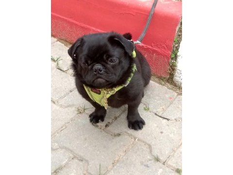 Pug denizli