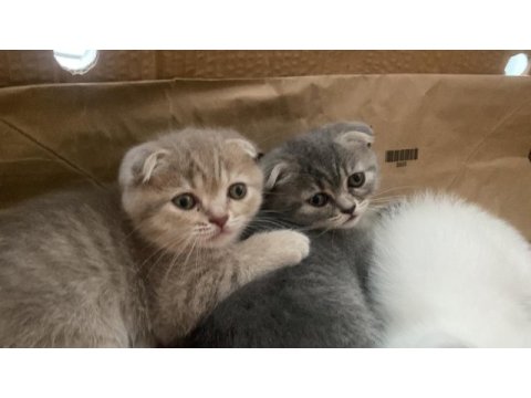 Acil verilecek tatlı scottish fold kedilerimiz