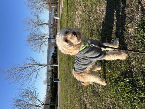 4 yaş ücretsiz cockapoo erkek