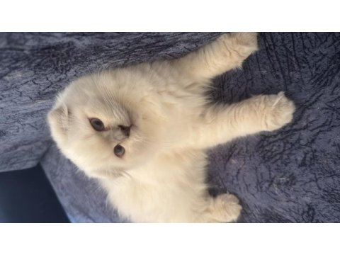 Scottish fold longhair