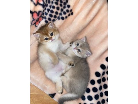 British shorthair golden yavrular