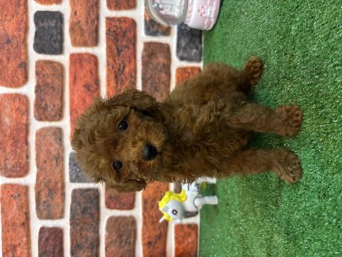 Altın kızlar yeni evlerine gitmeye hazır köpekler