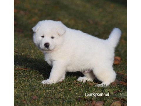 Amerikan akita yavruları