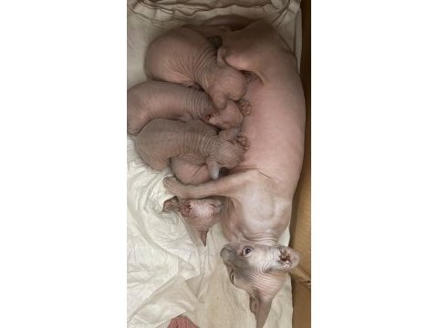 Safkan tek renk kanada sfenks yavruları