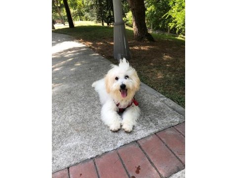 Afacan maltipoo erkek