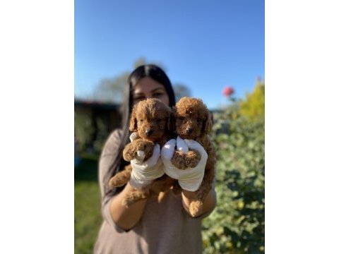 Safkan toy poodle köpeklerim