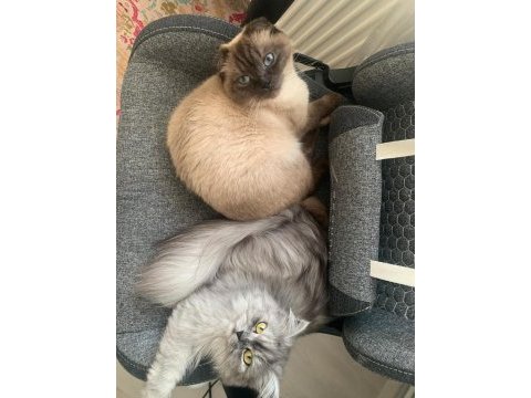 2 yaşında chinchilla dişi