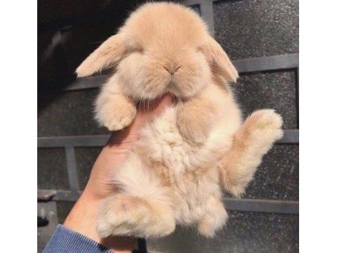 Hollanda lop tavşanı
