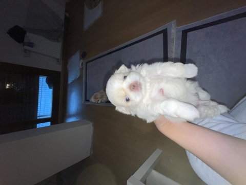 Kendi pekinez kızımın ilk doğumu