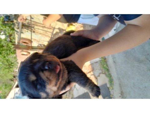 Rottweiler bebekler yenı sahıplerını beklıyor