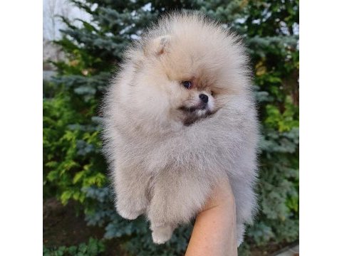 Pomeranian boo yavruları 
