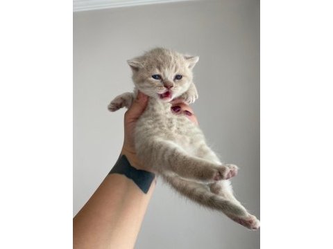 British shorthair yavrular 3 dişi 1 erkek