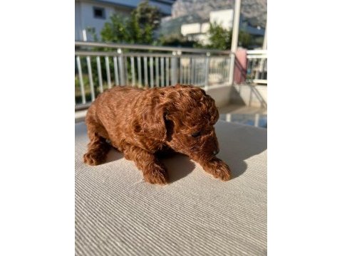 Toy poodle dişi köpeği