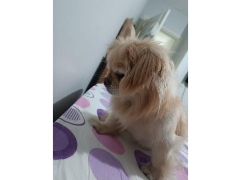 Pekinez köpeğimiz