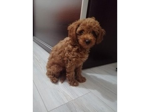 Dişi poodle yavrumuz
