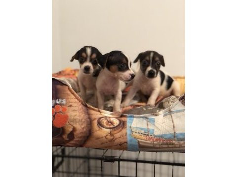Her renk her desen sıfır boy uygun jack russell