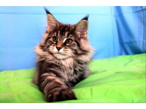 İlloai ve arthur eşleşmesinin en iri yavrusu maine coon