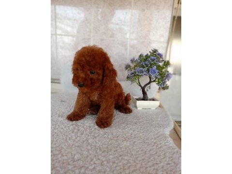 Red toy poodle erkek yavru